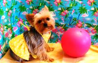 Cocoa Bean ready for the Beach!