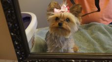 Cocoa Bean admiring herself in the Mirror