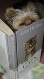 Oh my a Cat book!
