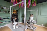 B2B-Fotografie-Hundesalon-06