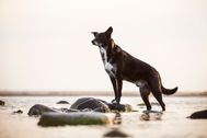 B2B-Fotografie-Hundetraining-Nord-03