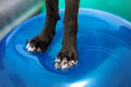 Businessfotos-Hundephysio_07