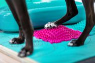 Businessfotos-Hundephysio_09