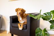 Contentshooting_Hundeosteopathie_Kiel_06