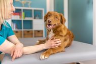 Contentshooting_Hundeosteopathie_Kiel_10