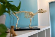 Contentshooting_Hundeosteopathie_Kiel_11