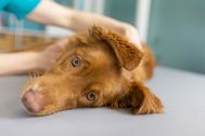 Contentshooting_Hundeosteopathie_Kiel_15