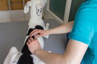 Contentshooting_Hundeosteopathie_Kiel_19