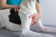 Contentshooting_Hundeosteopathie_Kiel_26