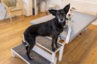 Contentshooting_Hundeosteopathie_Kiel_33