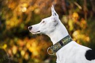 Produktfoto-Windhundhalsband-Podenco-01