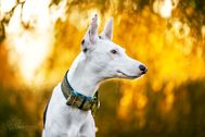 Produktfoto-Windhundhalsband-Podenco-02