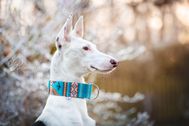 Produktfoto-Windhundhalsband-Podenco-04