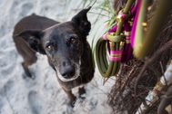 Produktfotos-Hundeleinen-Funis_09
