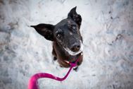 Produktfotos-Hundeleinen-Funis_11