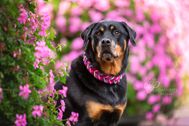 Produktfotos_Lederhalsband-Rottweiler-03