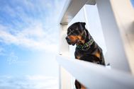 Produktfotos_Lederhalsband-Rottweiler-09