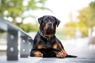 Produktfotos_Lederhalsband-Rottweiler-10