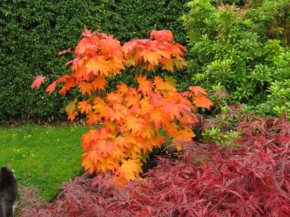 Acer japonicum 'Vitifolium i efterårsklæder