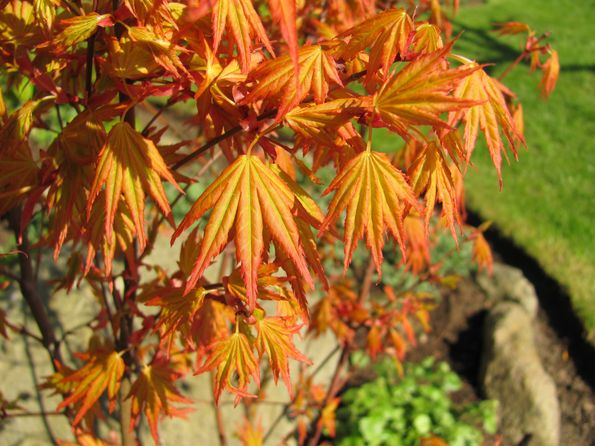 Acer palmatum 'Orange Dream' i udspring.