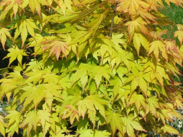 Acer palmatum 'Orange Dream' udsprunget.