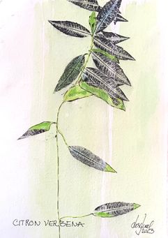 Citronverbena 1