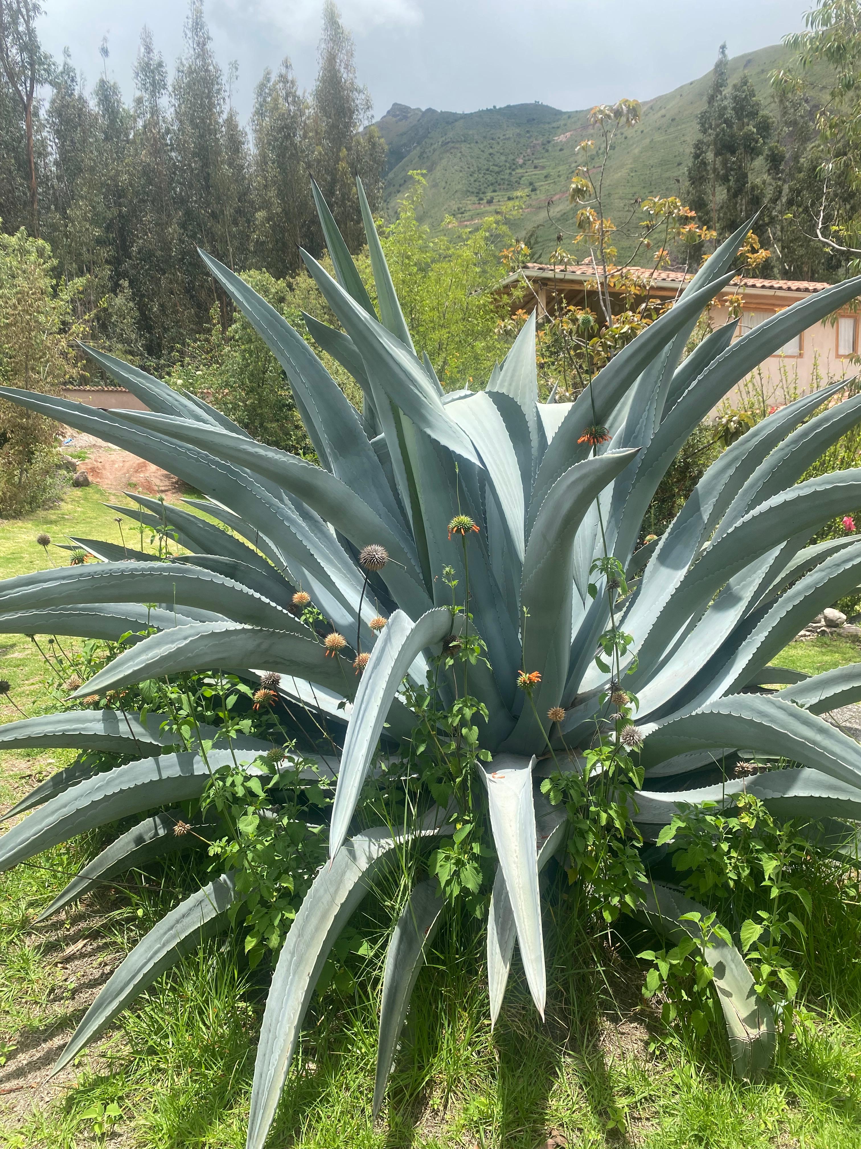 bloem 7