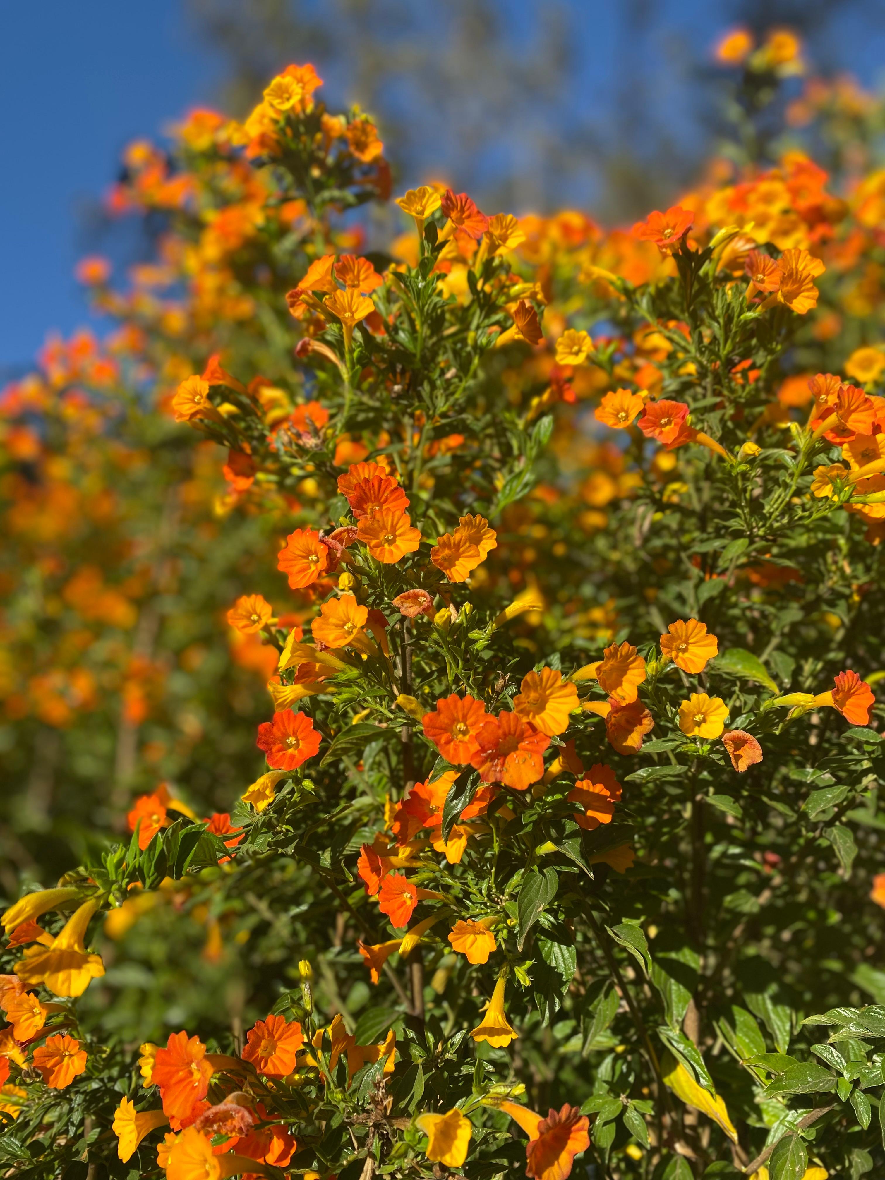 bloem 8