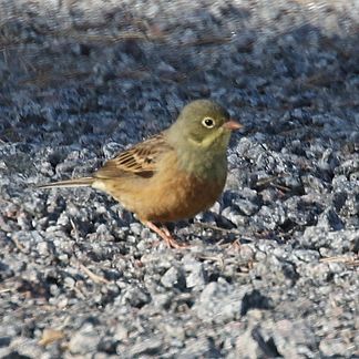 Ortolansparv 