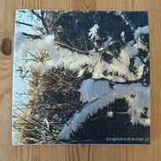 Disktrasa - frostig gren