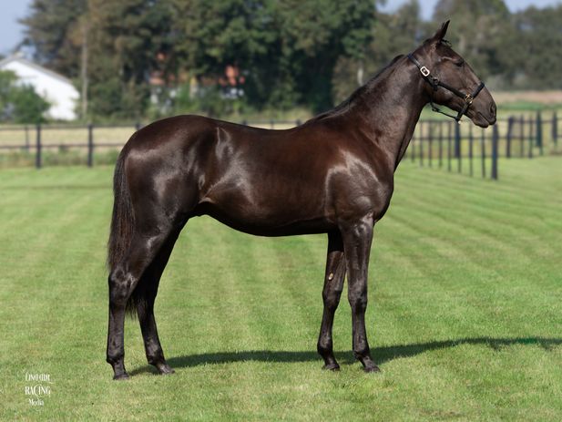 IMHOTEP (SE)