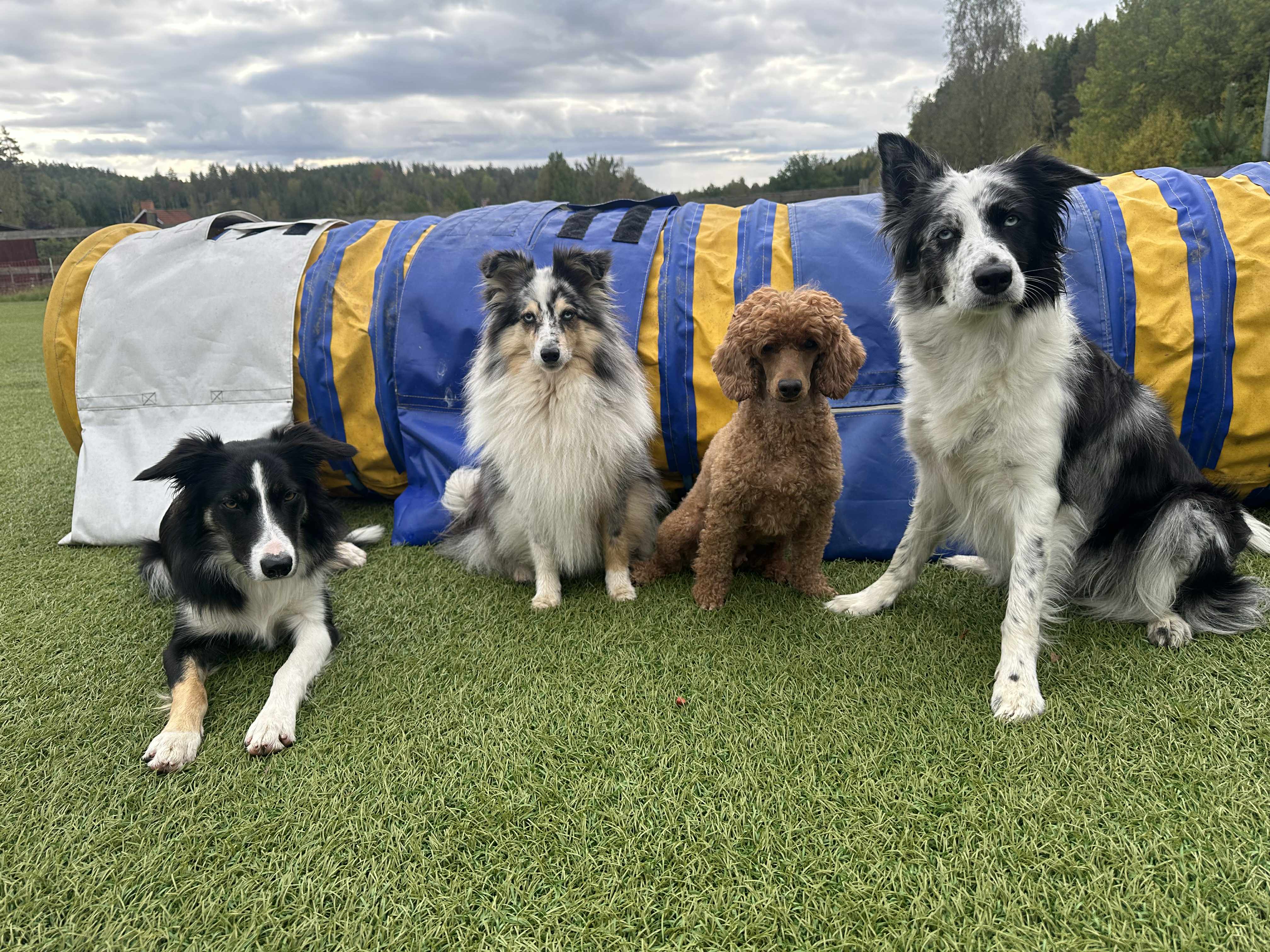 LoBells Hundsport galleri bild 1