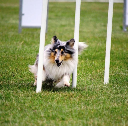 LoBells Hundsport galleri bild 2