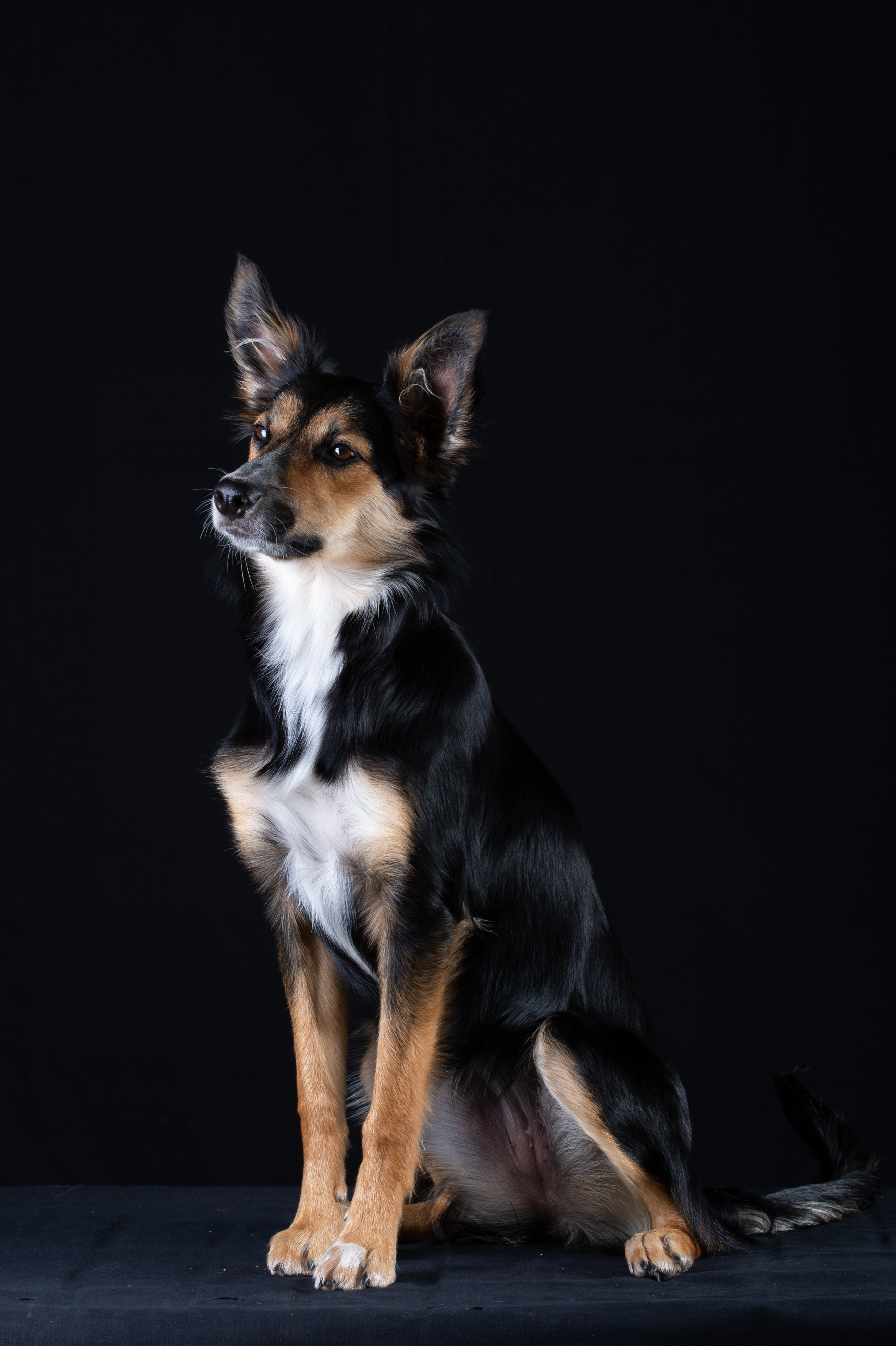 LoBells Hundsport galleri bild 3