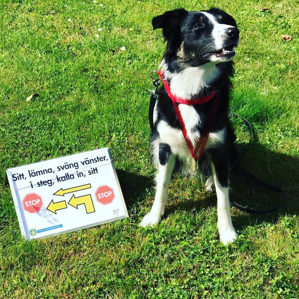 LoBells Hundsport galleri bild 4