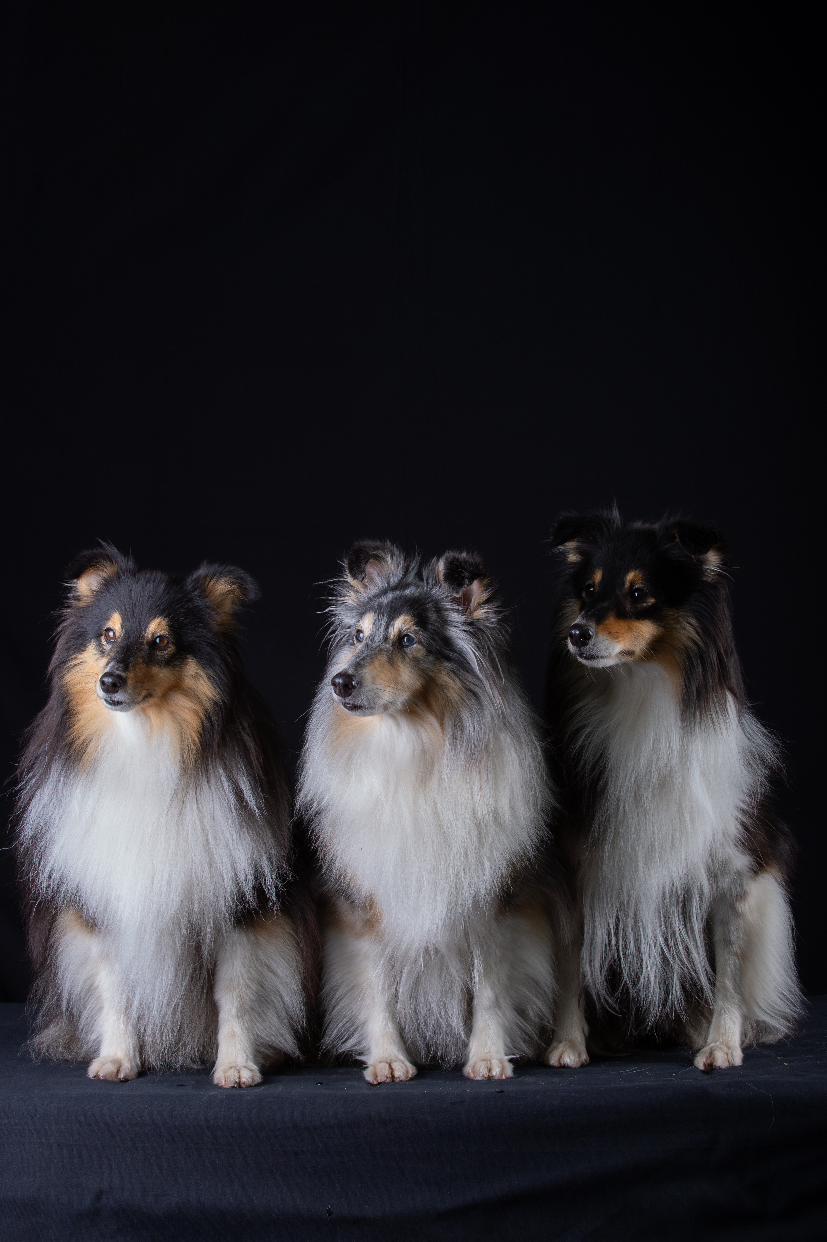 LoBells Hundsport galleri bild 7