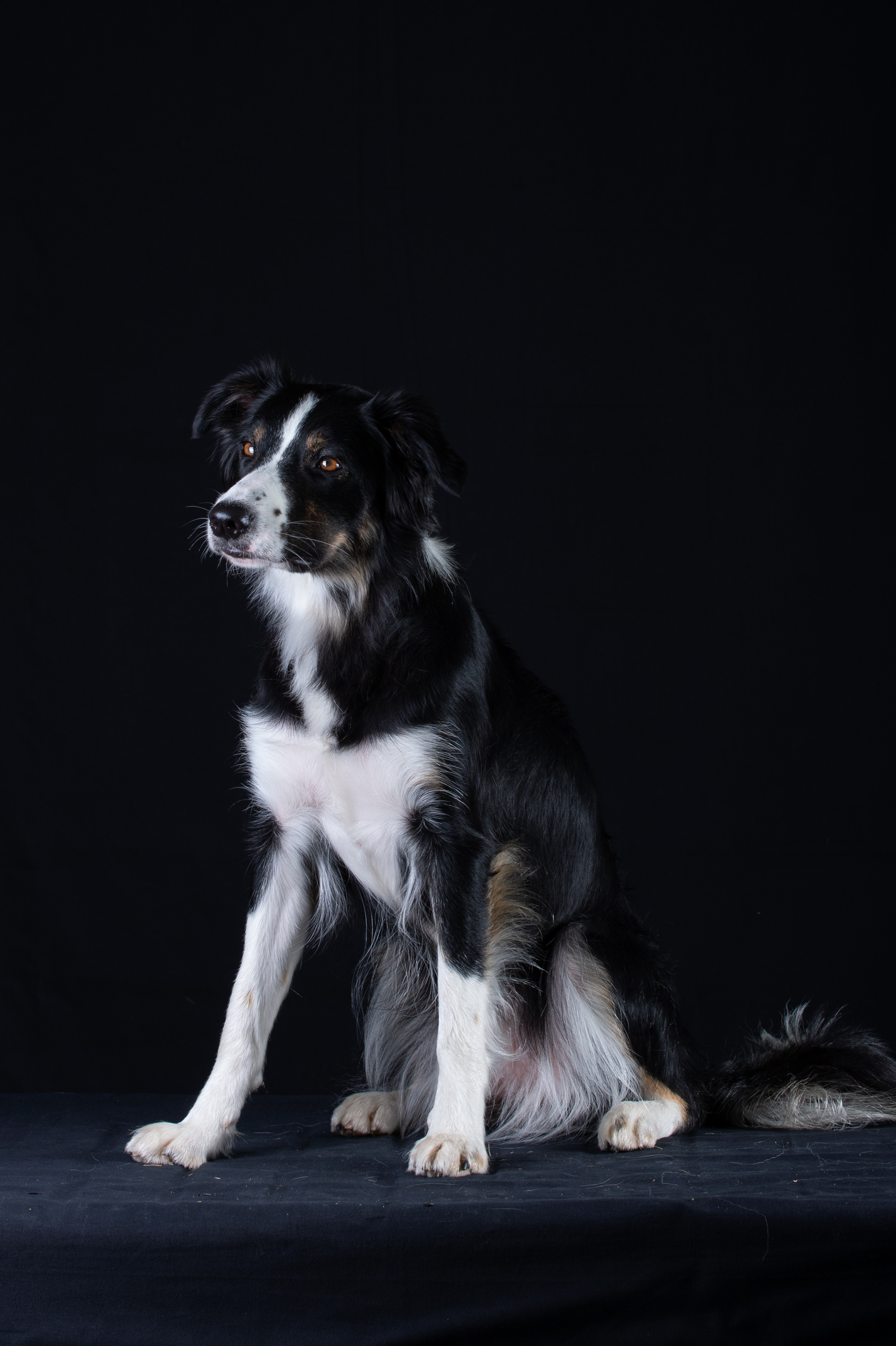 LoBells Hundsport galleri bild 10