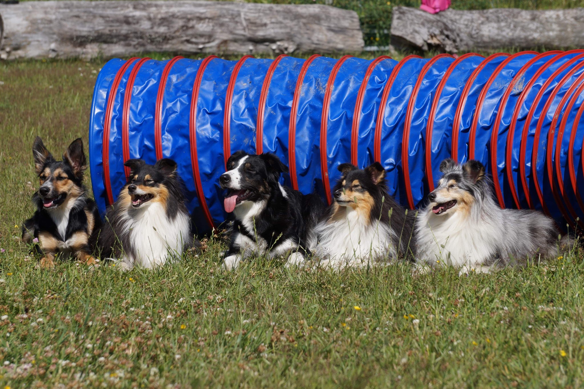 LoBells Hundsport galleri bild 8