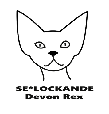 SE*Lockande DevonRex