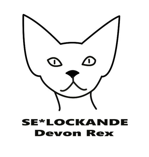 SE*Lockande DevonRex