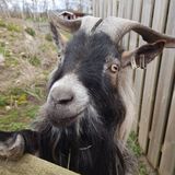 Bocken