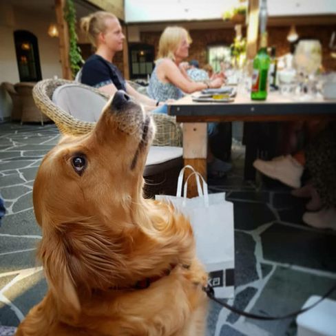 Hund 2020 1