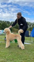 BIR Valp & Best In Show 4 
