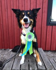 Felfritt blåbärslopp