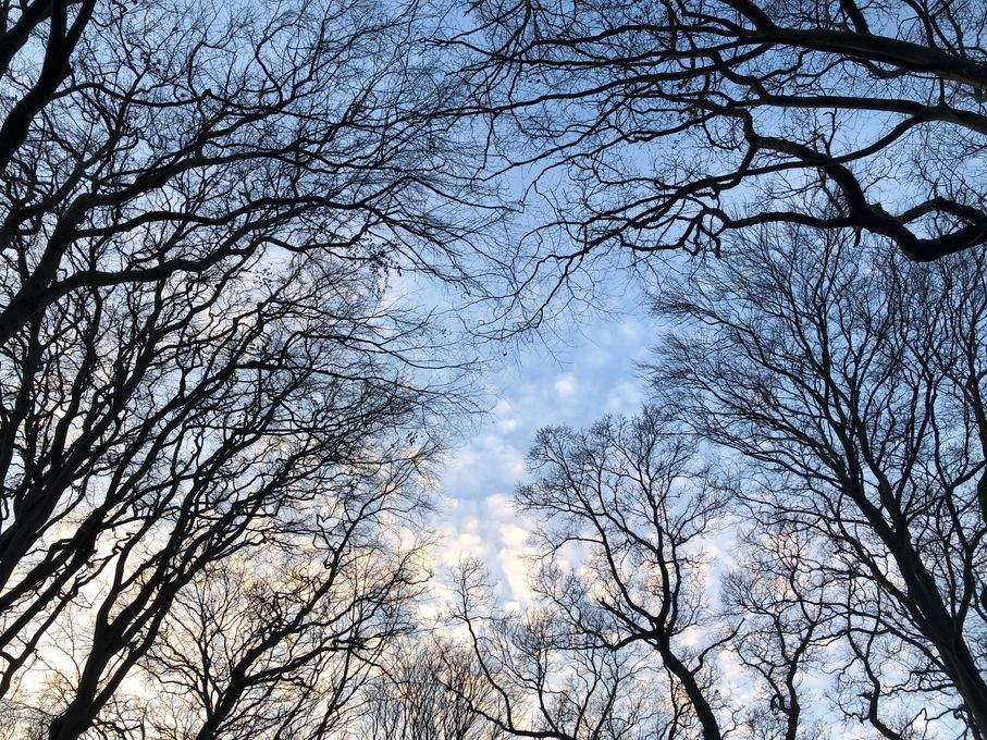 Vidunderlig skov ved Nordstrand