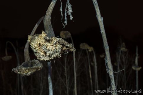 DSC_8861 b2