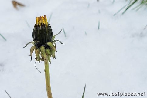 DSC_9740 b