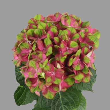 Hydrangea Greenfire HJEM