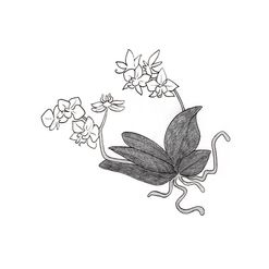 Orchidée - 350 €