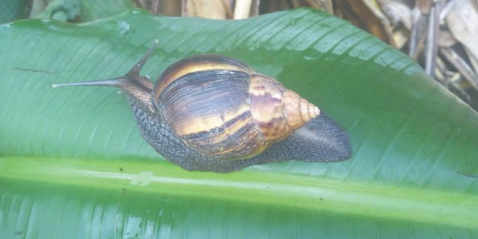 Omukululo bajjajjaffe gwe baaleka ogw'amagezi amazaaliranwabaagutereka mu nnimi